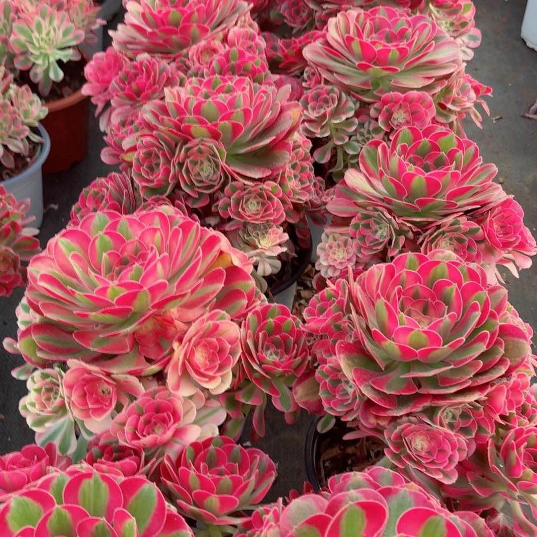 180粉女巫捧花多肉法师量拍一颗