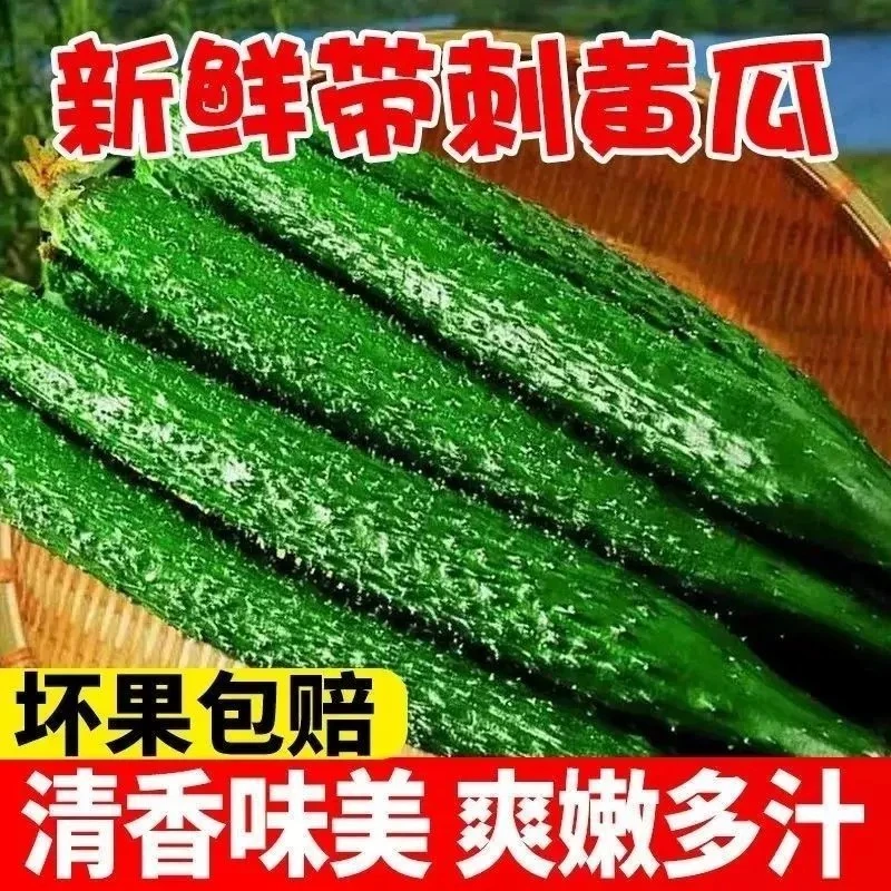 现摘现发新鲜多汁头茬露天无科技添加可生吃黄瓜