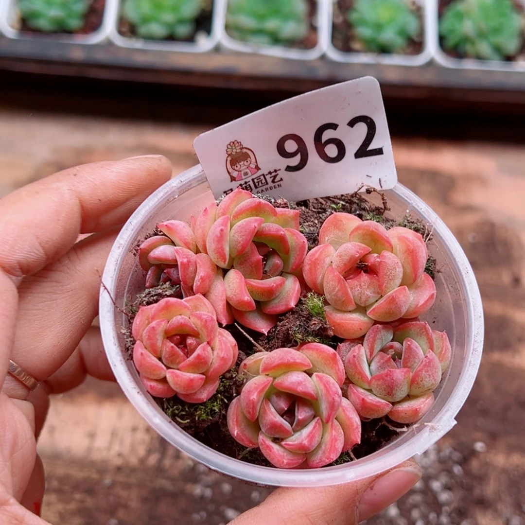 多肉植物多肉植物
