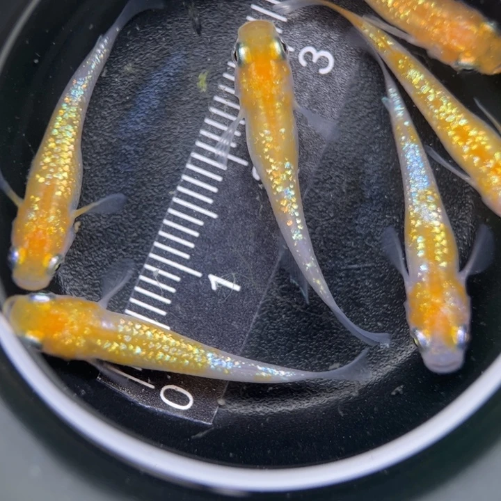 海水鱼阿玲青鳉14号