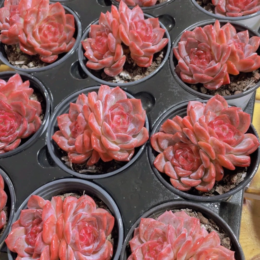 量拍122号 全状态飘枝水晶琥珀双头一个