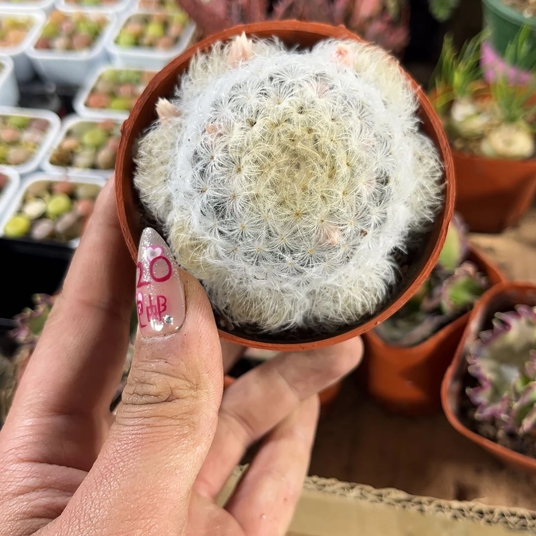 湮*25449一物一拍单头