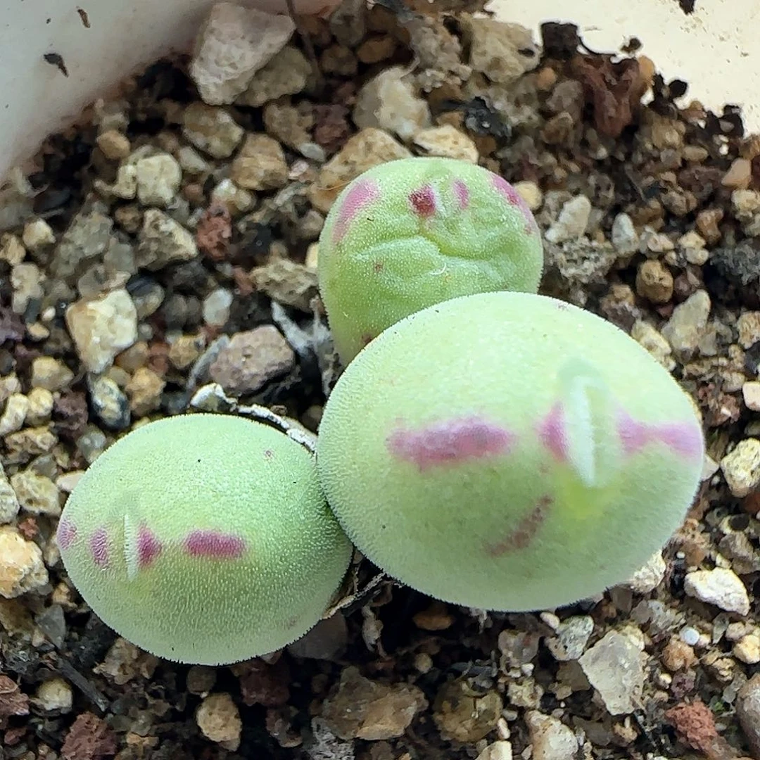 年后脱土发货23829