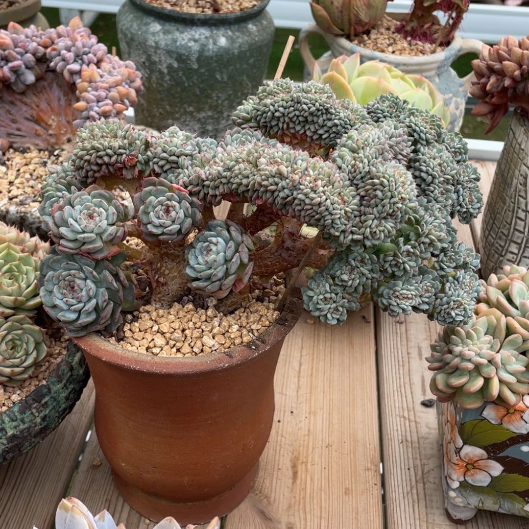 豆总多肉白胖子缀化