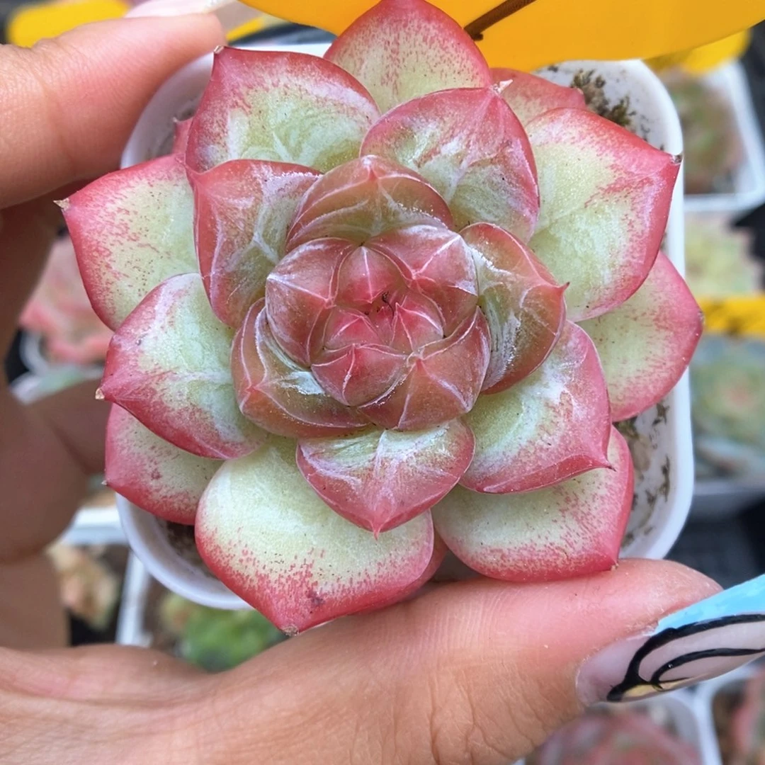 芙蕖珍妮可拍891号