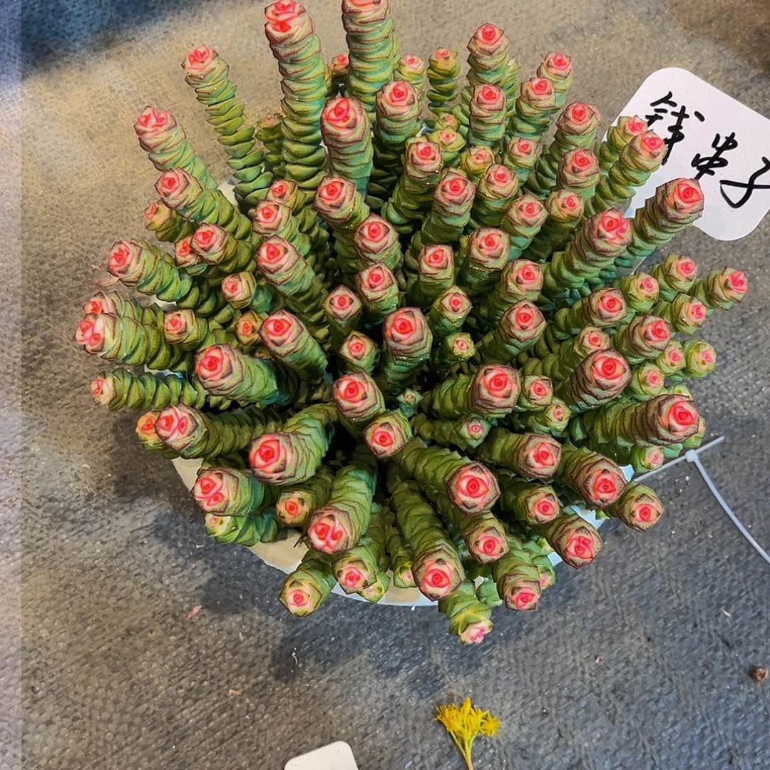 钱串多肉 25.8包邮