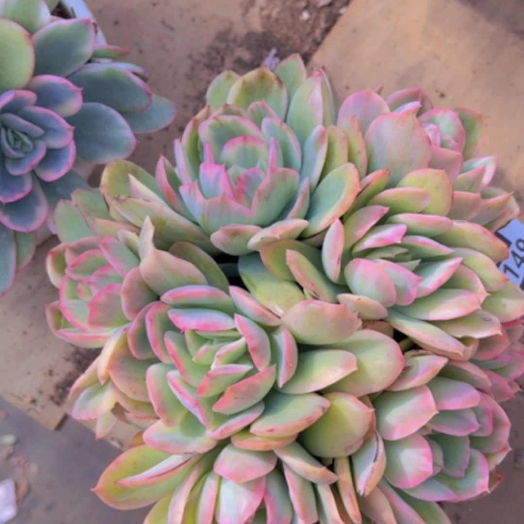 【闪购商品】绮罗锦18149