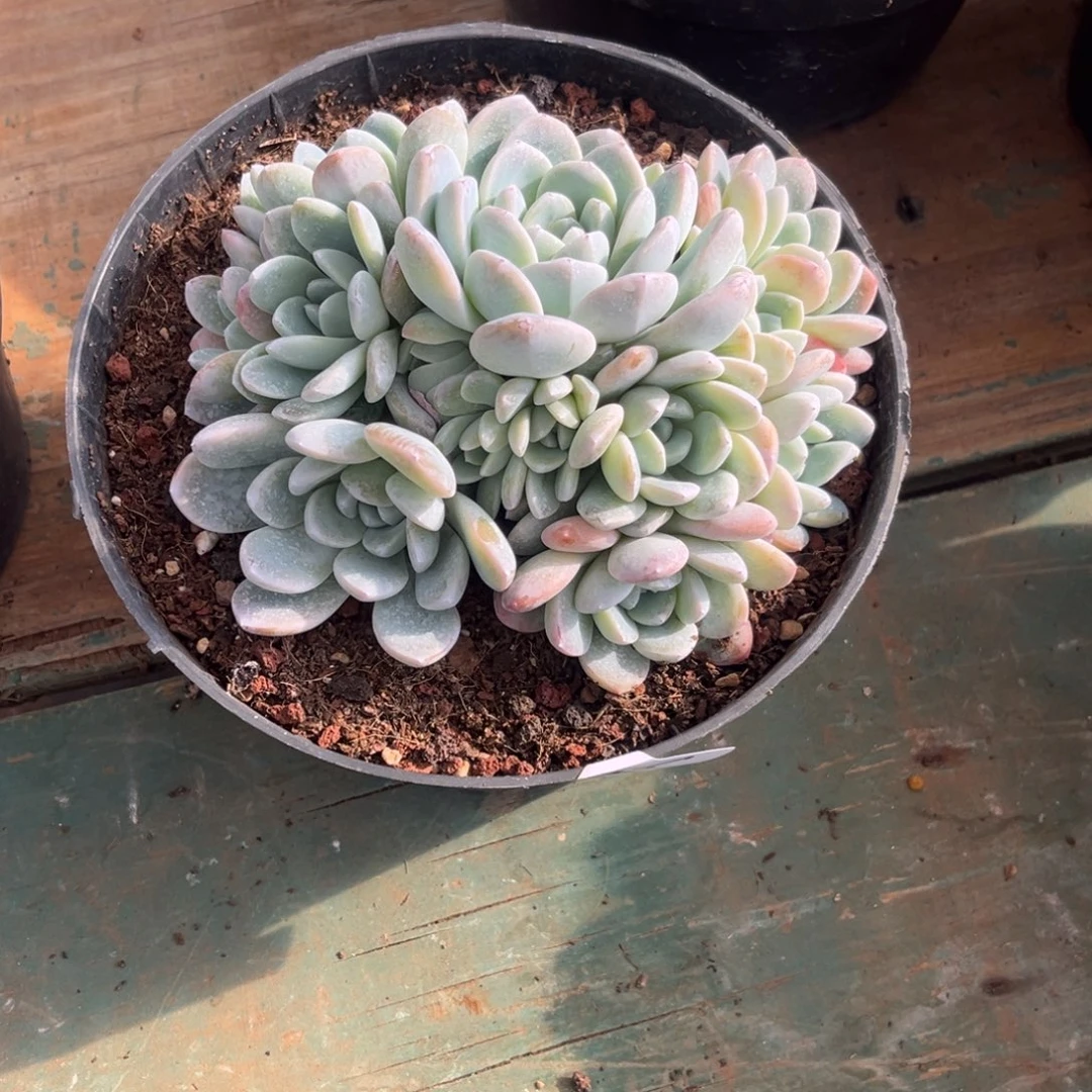 逗专拍冰玉群生16头