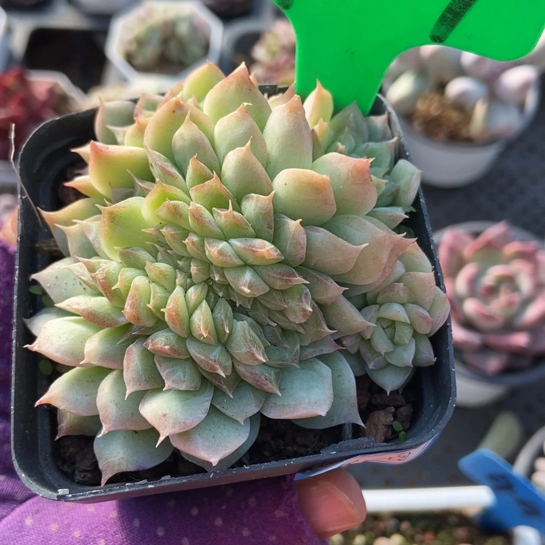 929女王缀多肉植物