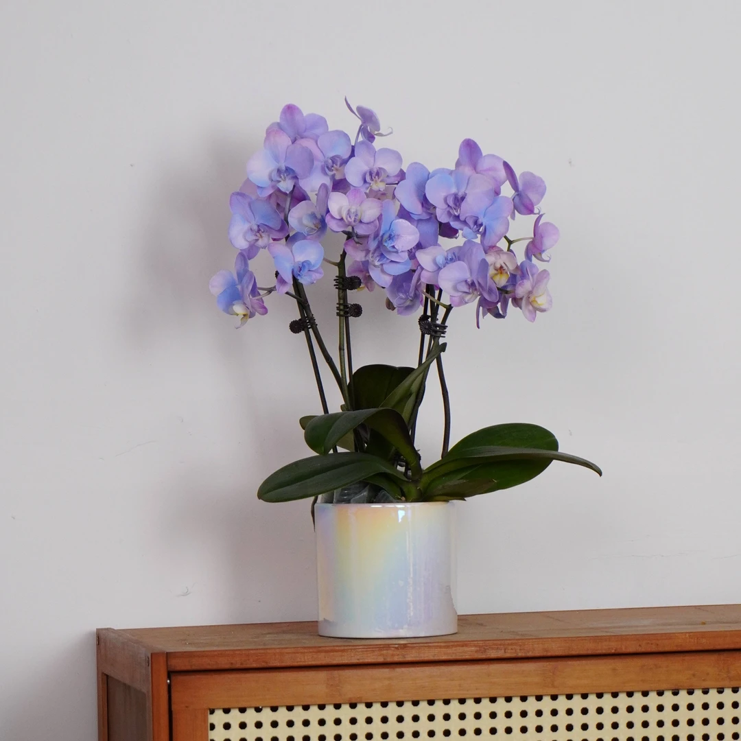 【梦幻斑斓】蝴蝶兰马卡龙稀缺色活体高端喷色工艺