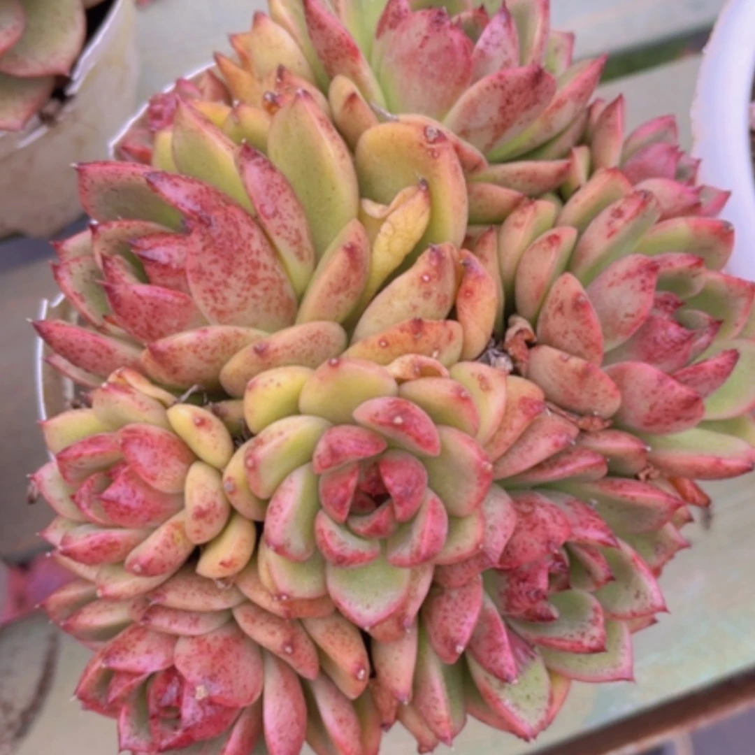 【闪购商品】蓝莓0321