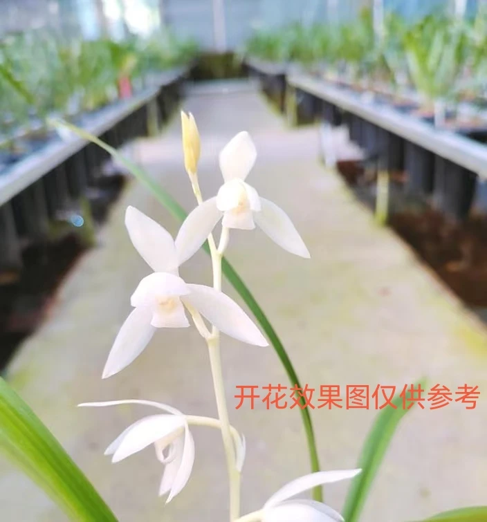建兰【漓江白素】素心花2-3苗子母 带花芽苗裸根发货