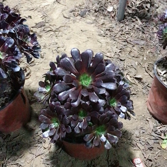 花***丽黑铜法师多肉植物38