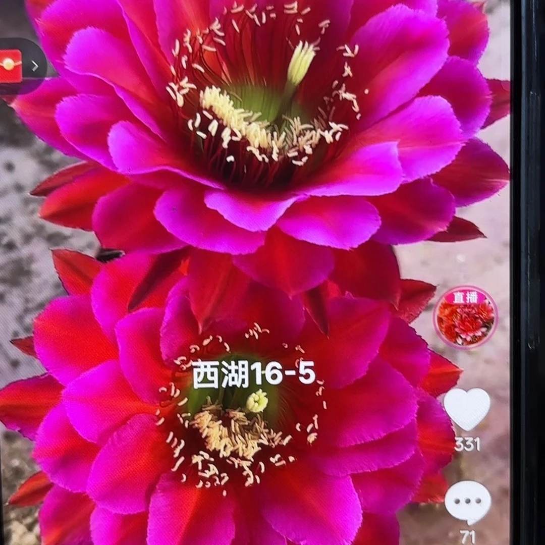 16-5彩5公分侧牙20包邮55