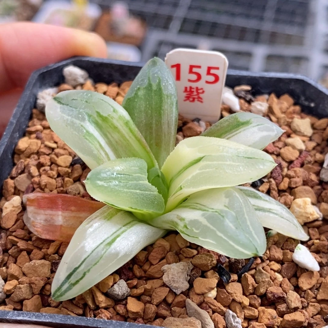 155号冰城锦多肉植物