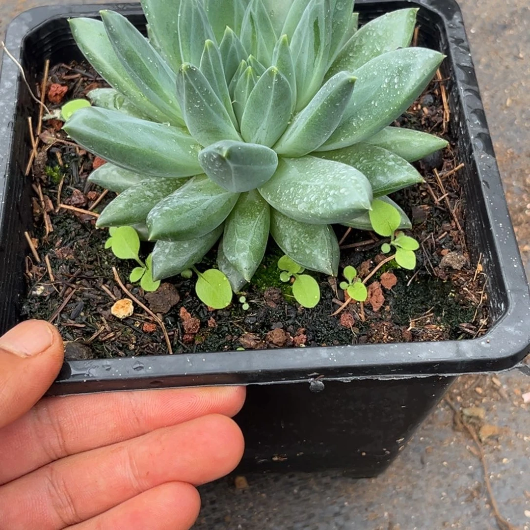 美人系优选多肉植物395