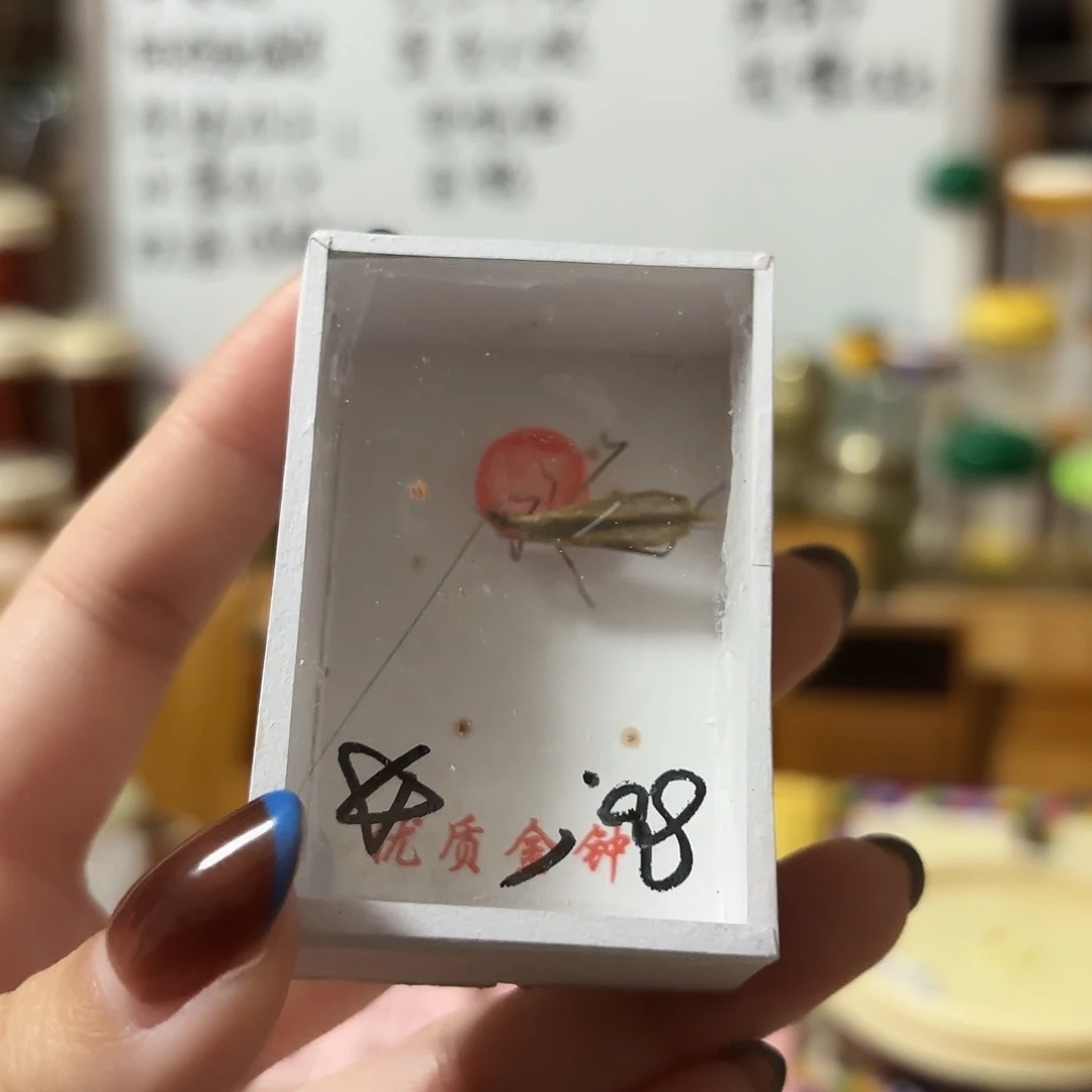 精品红山一条不包断须尾