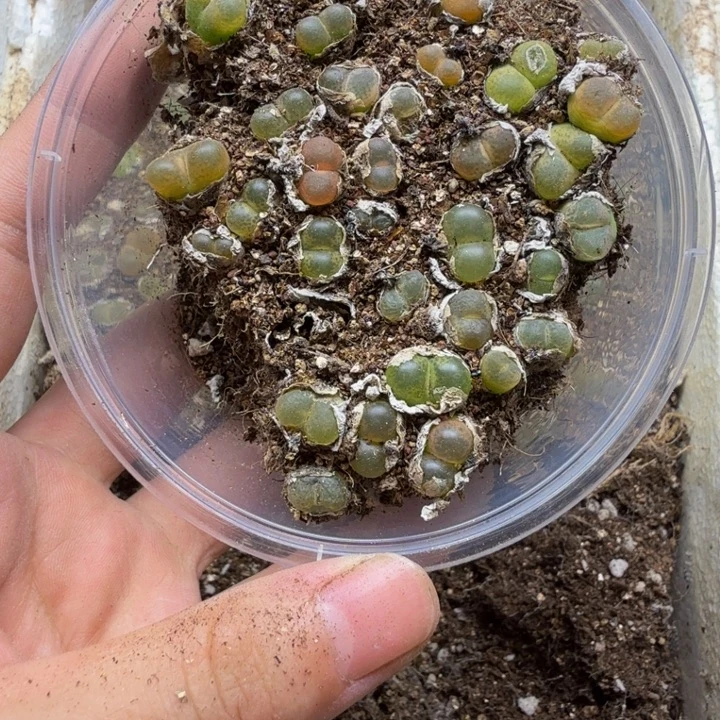 多肉植物的生长发育148