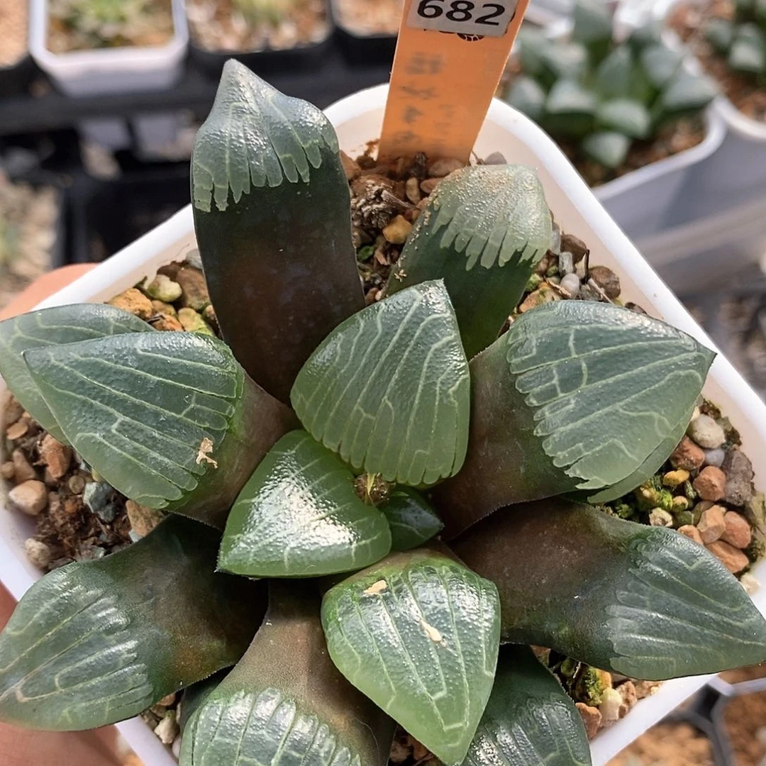 红陶682号实生克母本脱土发货10㎝