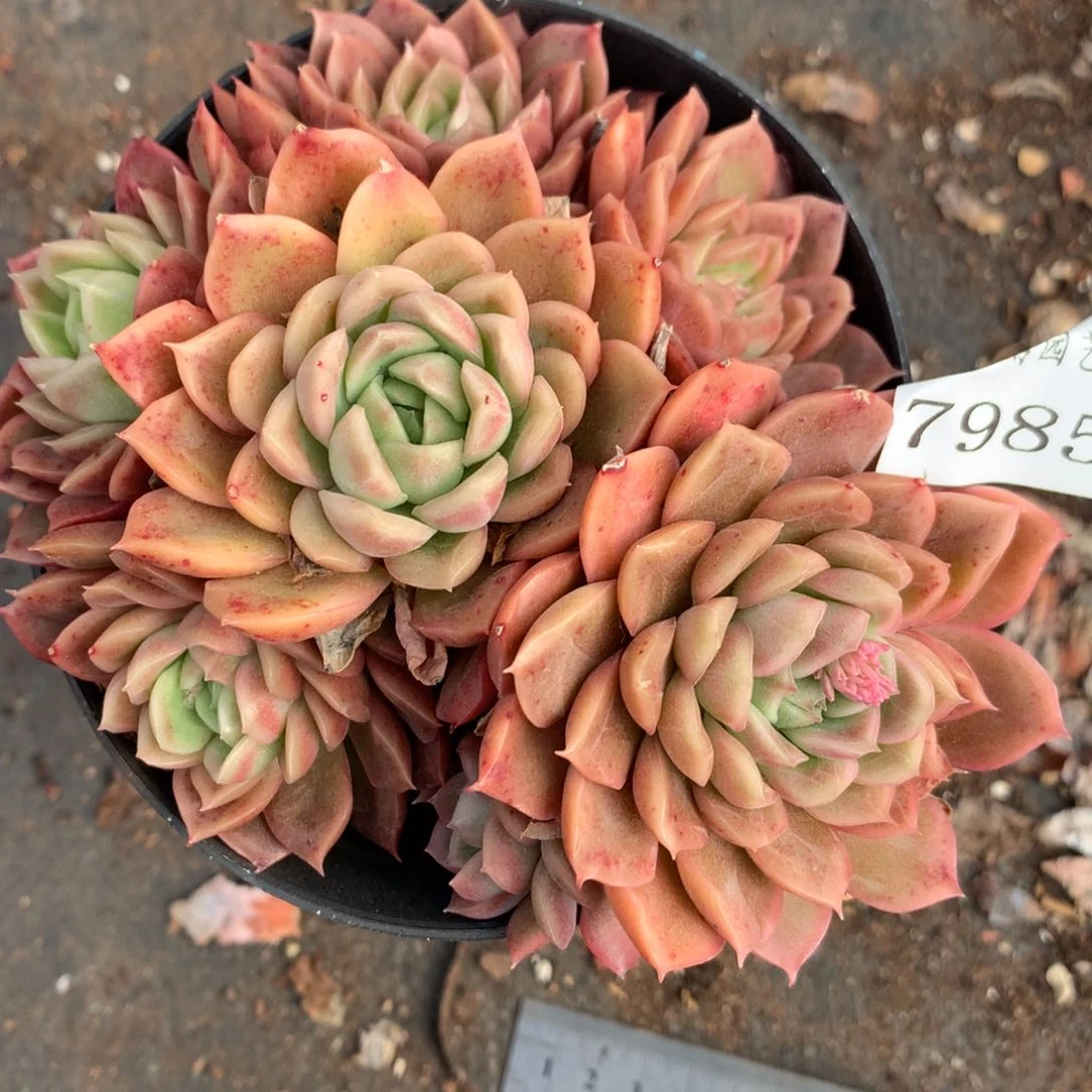 7985杂交多肉老桩