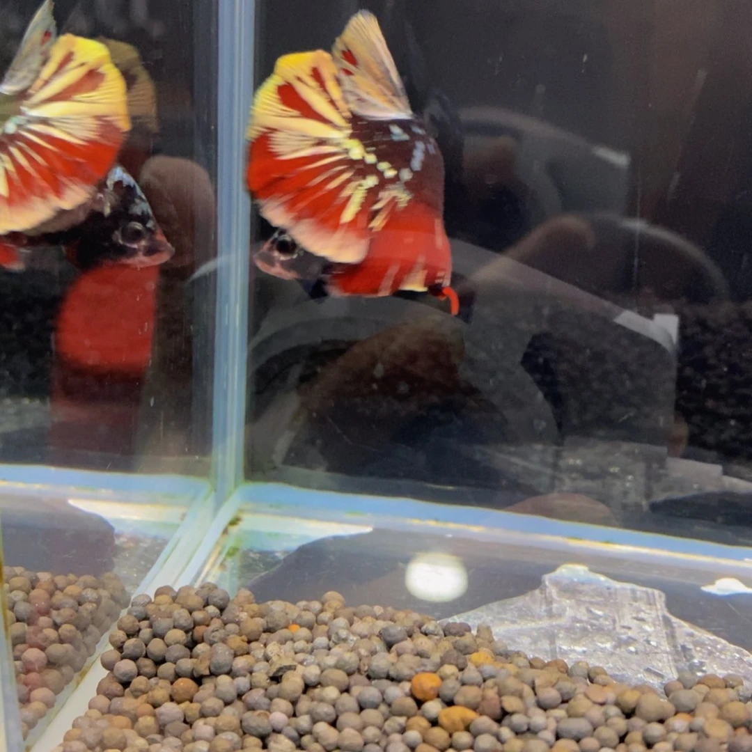 斗鱼373巨斗巨斗