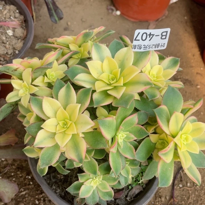 407艳日辉多肉12345678