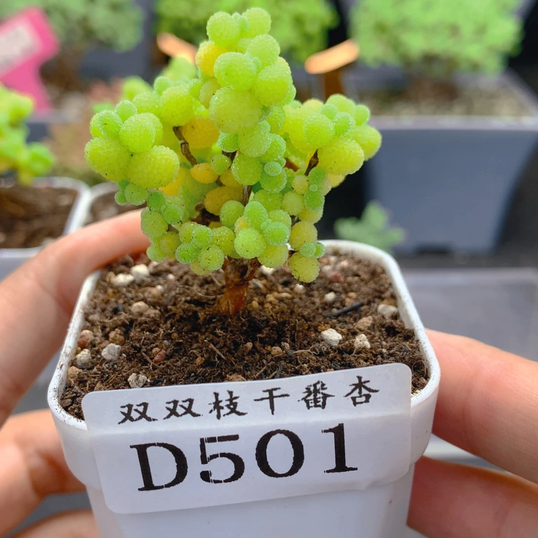 501金桔。