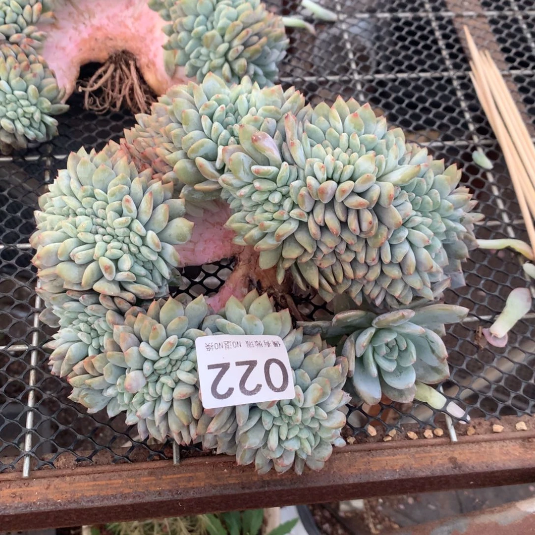 220橙子11111111111111