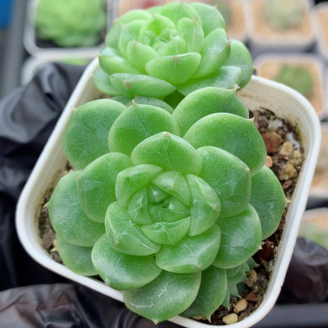 58包邮  群生不包整73