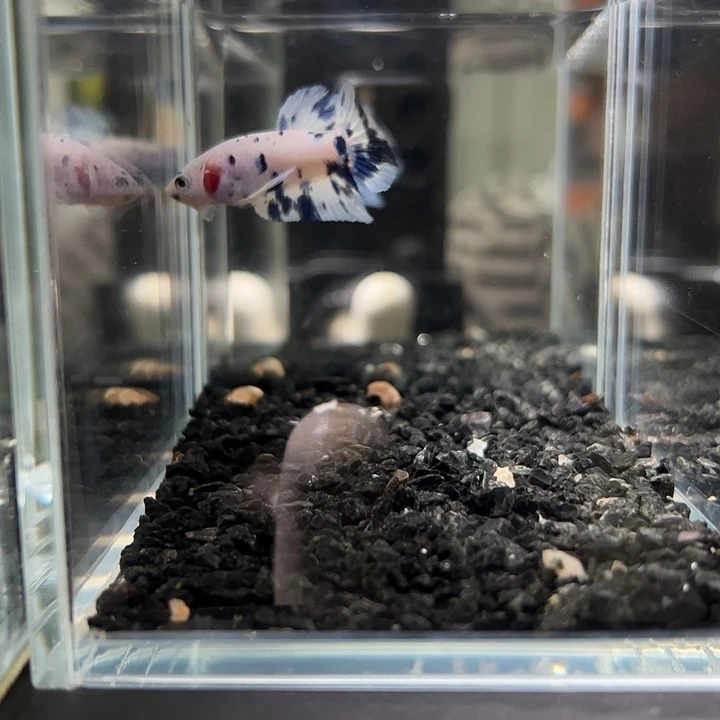 斗鱼竞拍跑单拉黑18日114