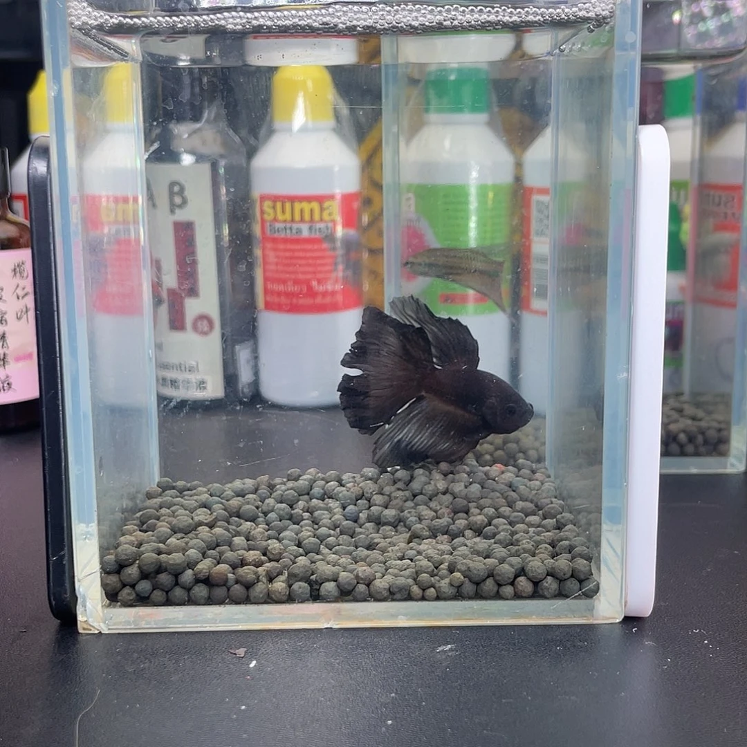 斗鱼43号1028早半月