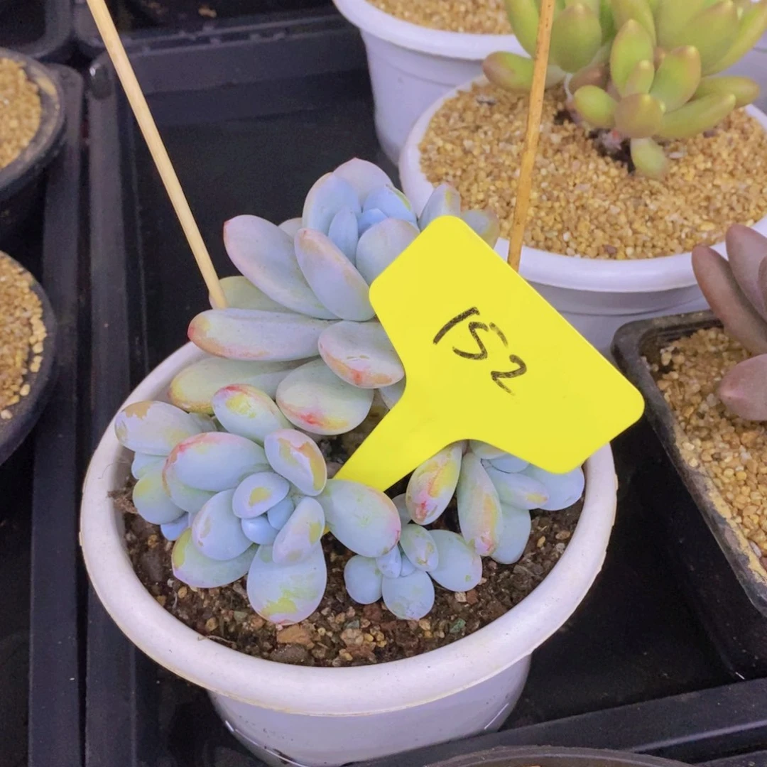 ?多肉植物，开心多肉