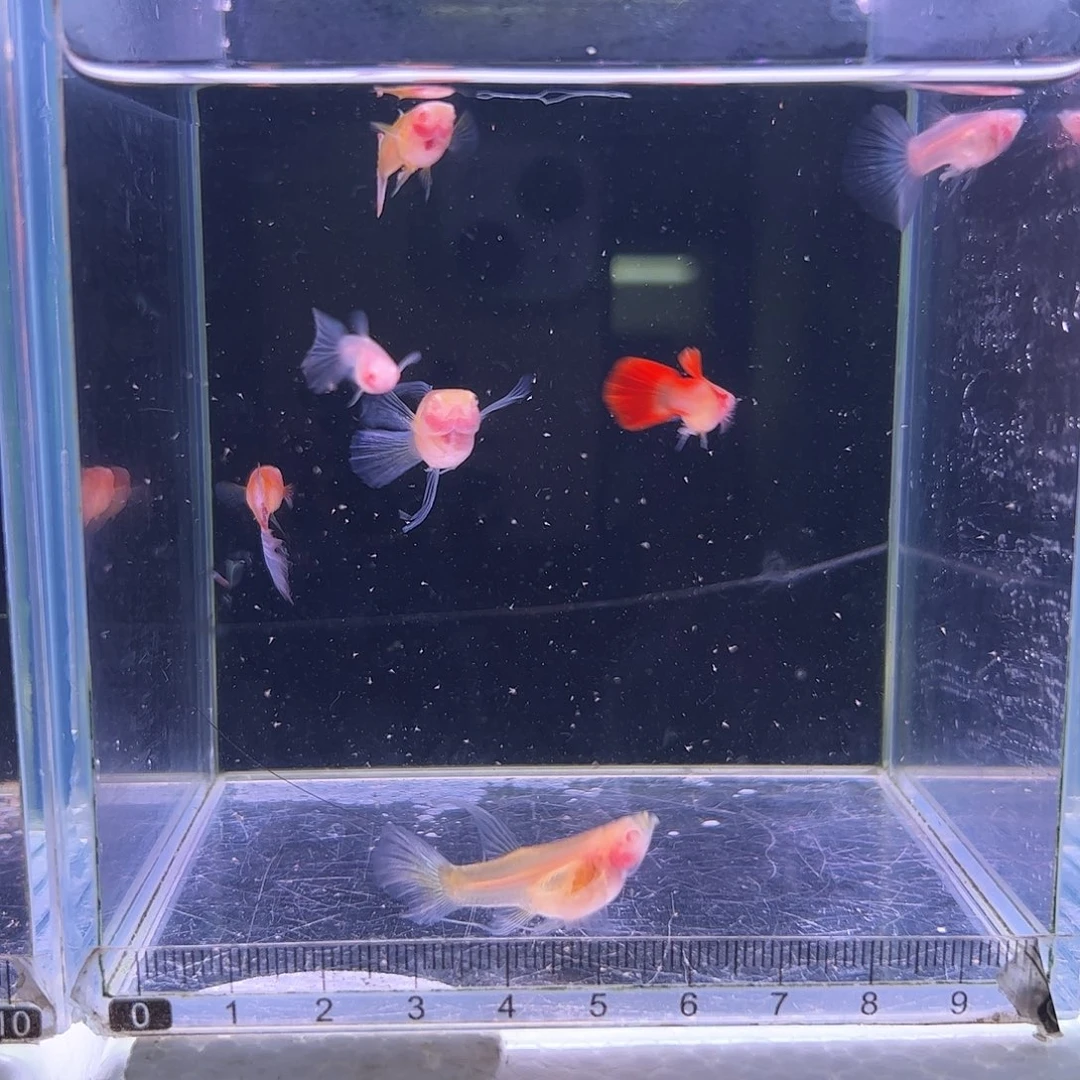 孔雀鱼水晶超透7条