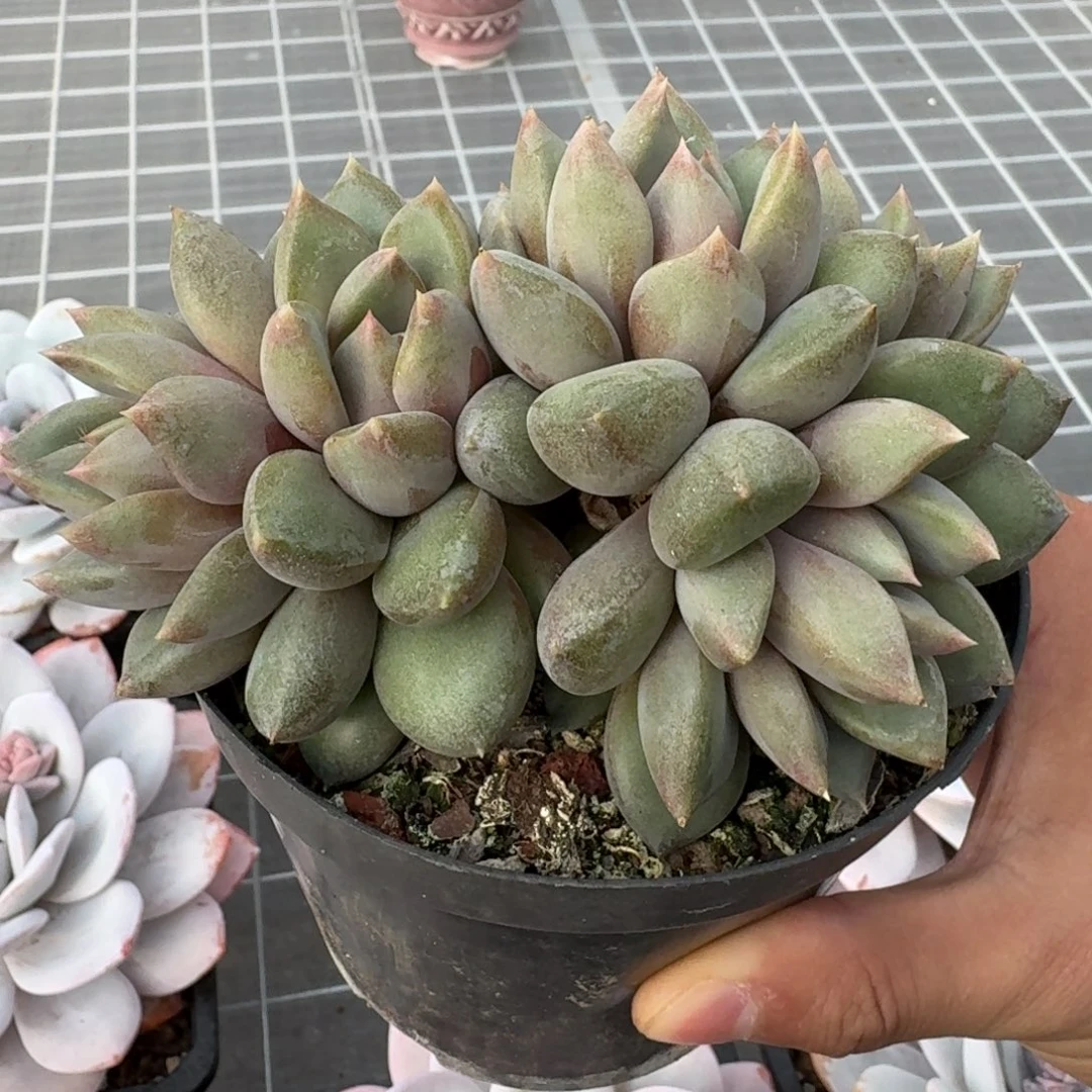 从前慢花园精选小象牙