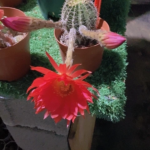 做***节仙人掌彩草8cm左右A 077