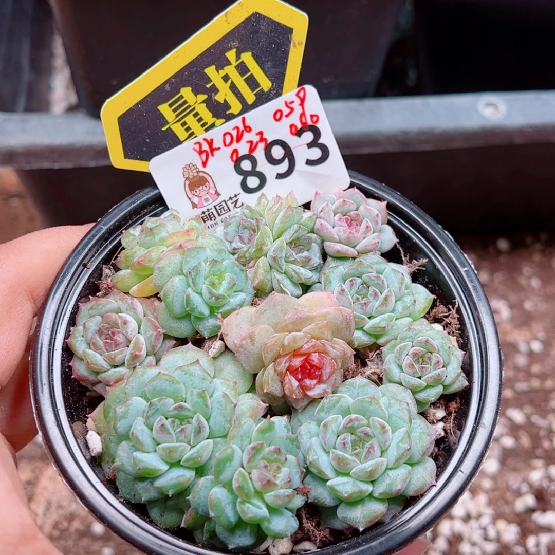 多肉植物多肉植物