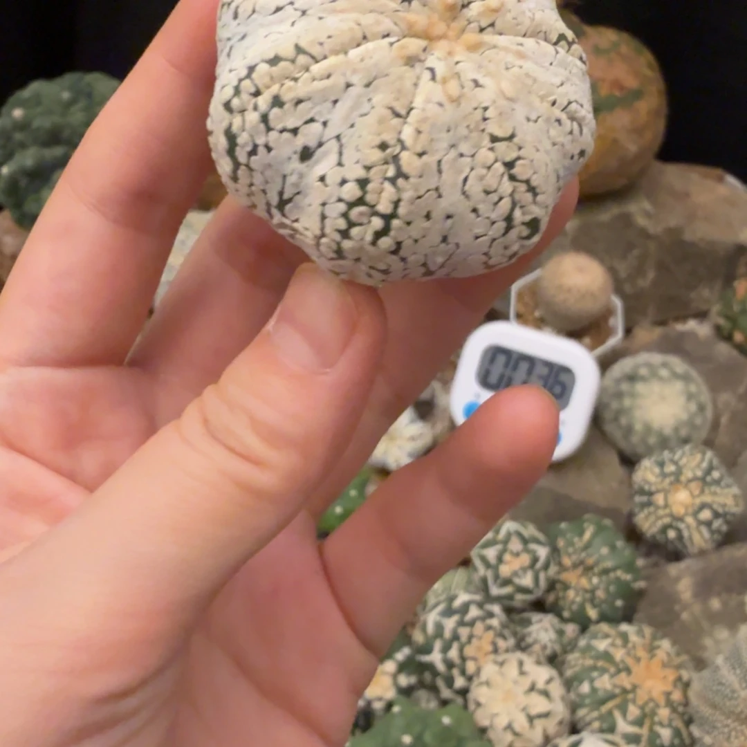 枫****浓白裂哈哈哈哈哈哈哈