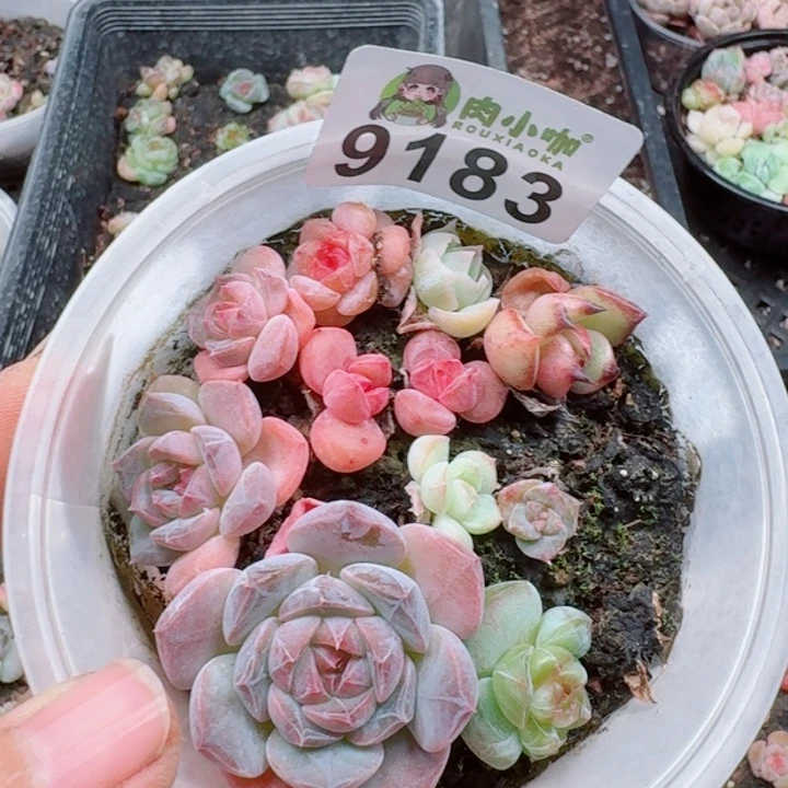 多肉植物多肉植物