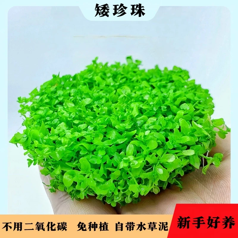 【矮珍珠坨草】前景鱼缸草坪阴性水草无需载种鱼缸造景专用坨草