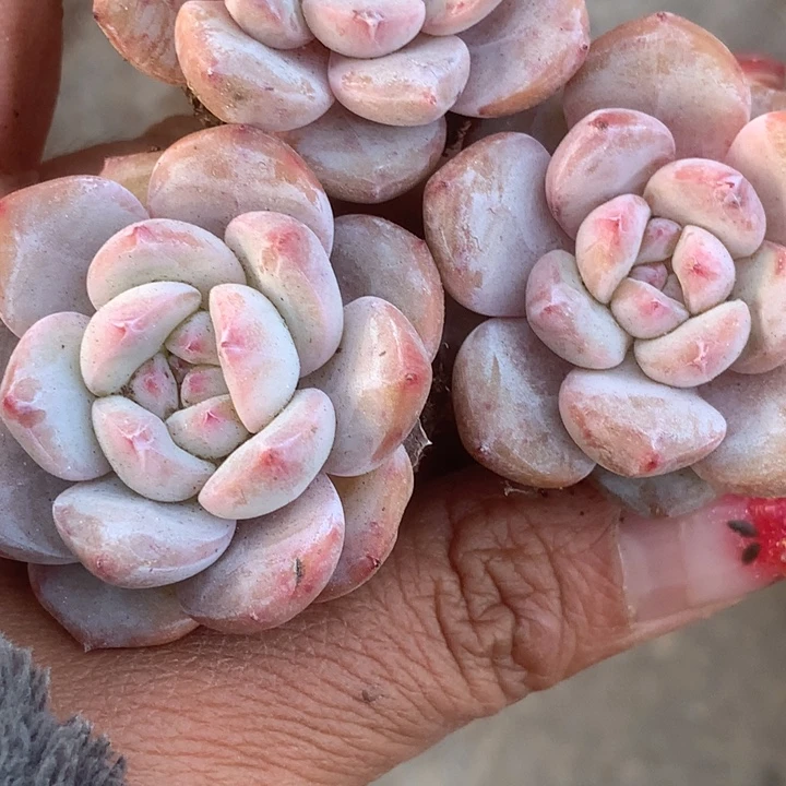 星影子。7颗。 包邮。多肉