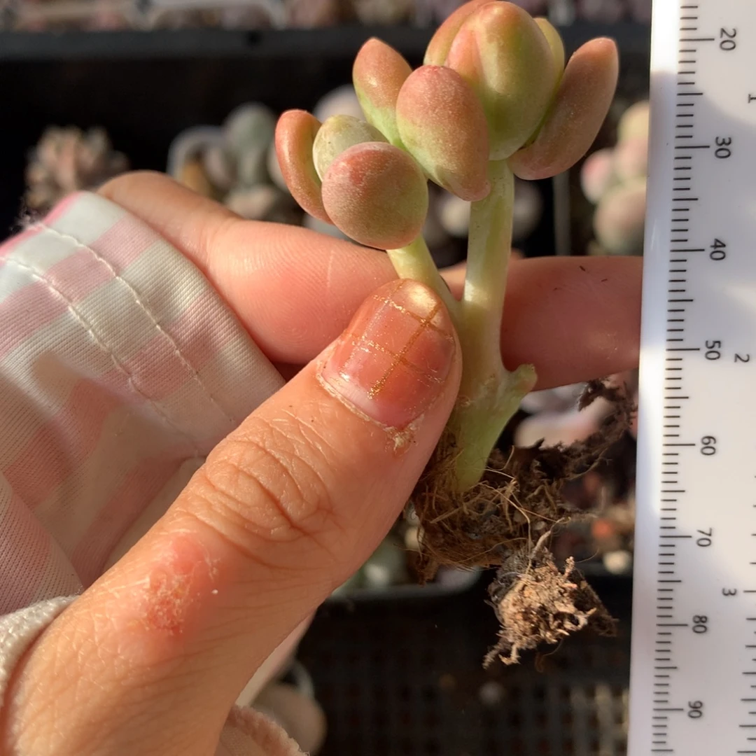 芒果奶锦 不满28发到付，发一片叶，~