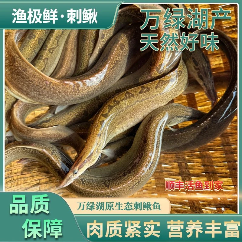 万绿湖刺鳅刺鳅鱼—猪麻锯新鲜活发顺丰包邮宴请送礼