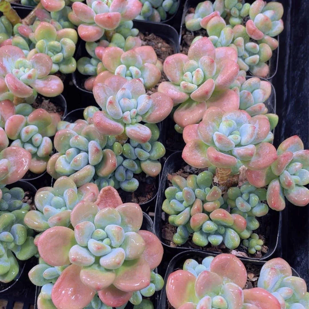 量拍7号 老桩红洛神粉洛神多头群一个