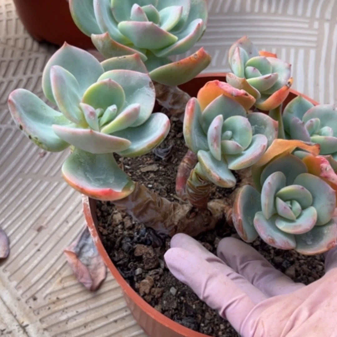 【闪购商品】S****s白凤