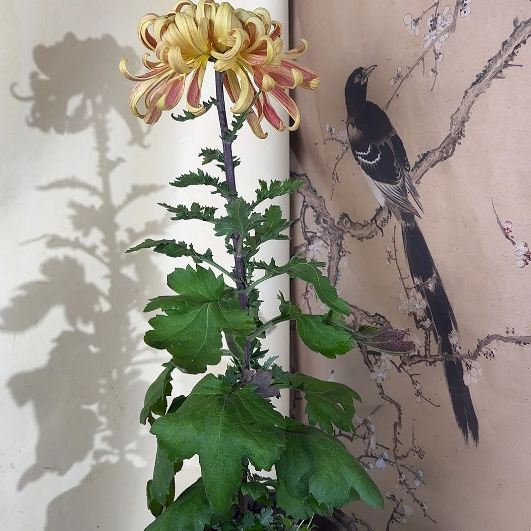 全部花朵P1111111111