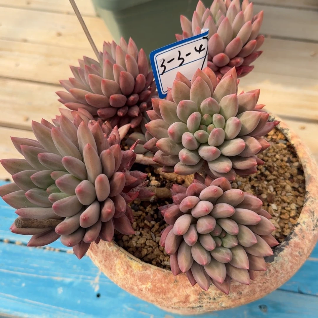 3-3-47红蜻蜓凡艺多肉