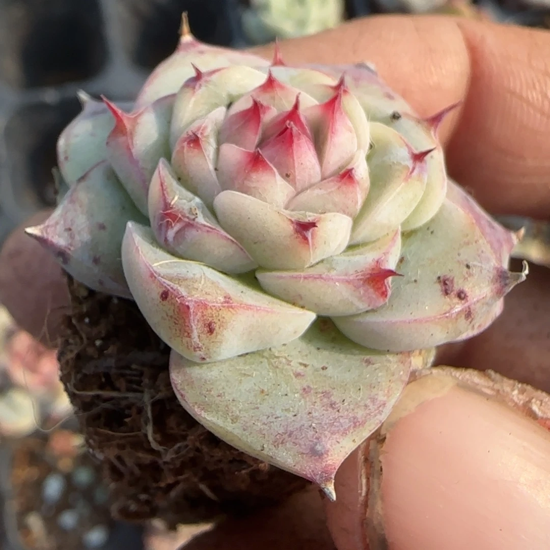 多肉小卡拉米糖心一物一拍