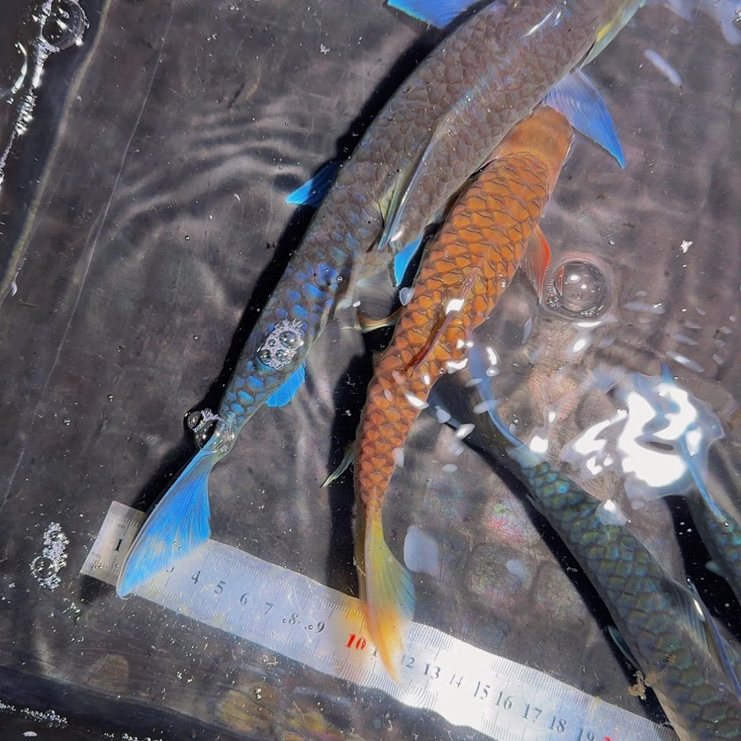 吉罗鱼宝山25云南文山