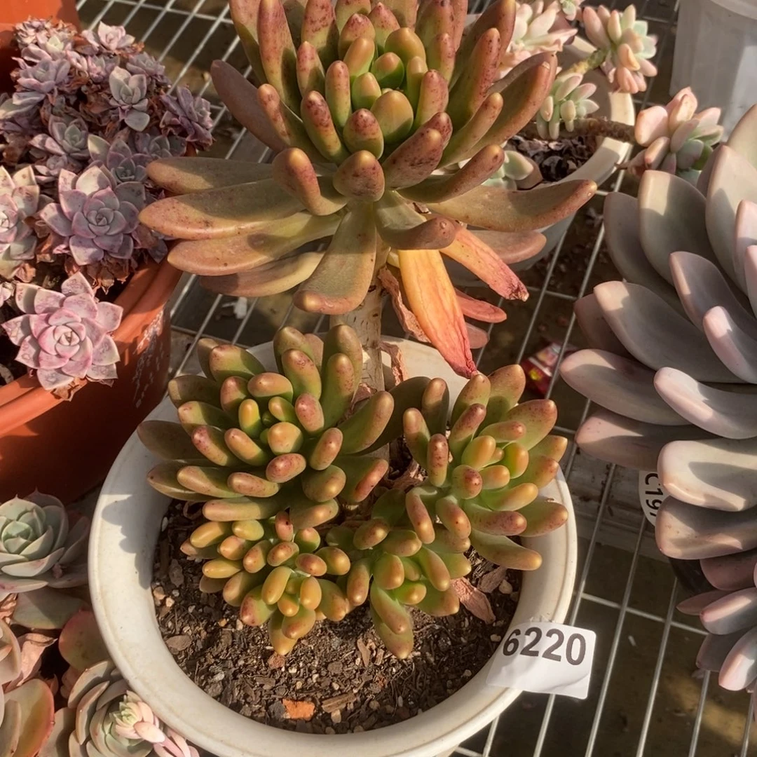 6220金蝉老桩一物一拍