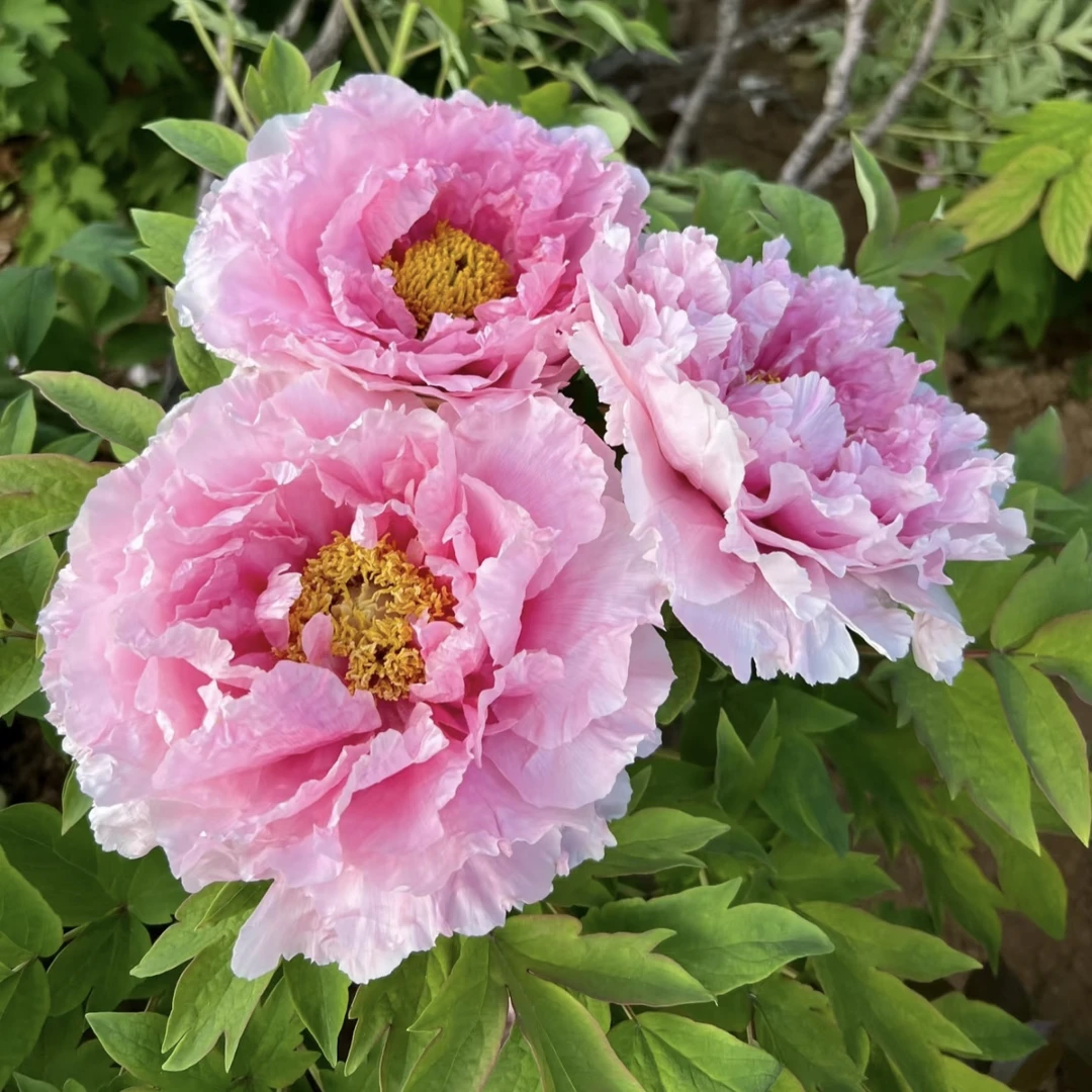 一物一拍（牡丹、芍药）